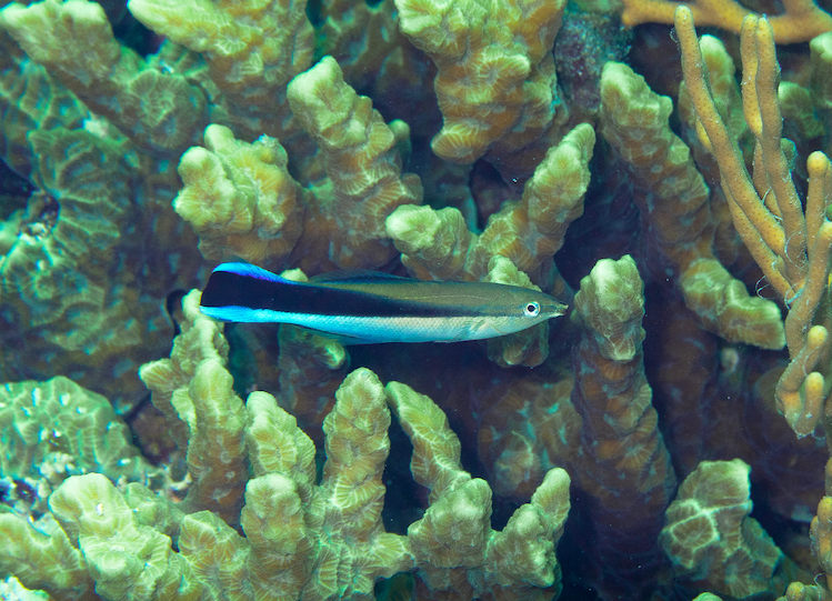 Roger the wrasse_DrSuePillans